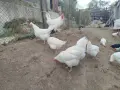 Сини яйца от бял Легбар , снимка 8