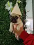 Френски булдог french bulldog , снимка 6