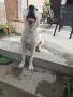 Алабай на 5 месеца , снимка 7
