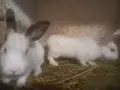 декоративни зайчета, снимка 3