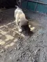 Свободно женско питбулче, снимка 1