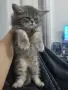 Персийски котарак , снимка 2