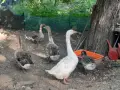 Продавам гъски .......,.............., снимка 2