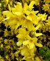 Форзиция, Forsythia, студоустойчива, снимка 1 - Градински цветя и растения - 39829436