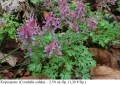 Коридалис, плътногрудеста лисичина (Corydalis solida) – грудки, снимка 1