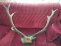 Красив трофей от елен, снимка 5