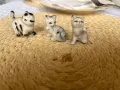 Порцеланови котета-3 броя, снимка 1