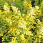 Солидаго, Solidago, снимка 7