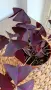 Оксалис Oxalis Triangularis , снимка 5