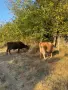 Продавам 2 крави, снимка 1