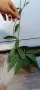 Hoya pubicalyx,Хоя пубикаликс, снимка 3