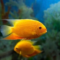 Heros severum gold, снимка 1 - Рибки - 42418864