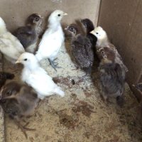 Невероятни КАТУНСКИ пиленца, снимка 2 - Кокошки и пуйки - 41985853