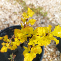 Физокарпус жълт, Physocarpus opulifolius ‘Dart’s Gold’, снимка 11 - Градински цветя и растения - 39879732