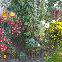 Продавам различни видове хризантеми , снимка 13 - Градински цветя и растения - 44752282