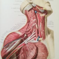 Атлас анатомии человека. Том 2/3 - Р.Д. Синельников, снимка 7 - Специализирана литература - 40454937