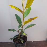 Магнолия Грандифлора (Вечнозелена), снимка 12 - Градински цветя и растения - 41378647