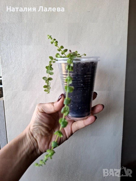 Колумнея, columnea microphylla, снимка 1