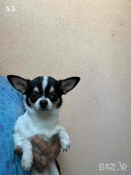 Мини момче , снимка 1