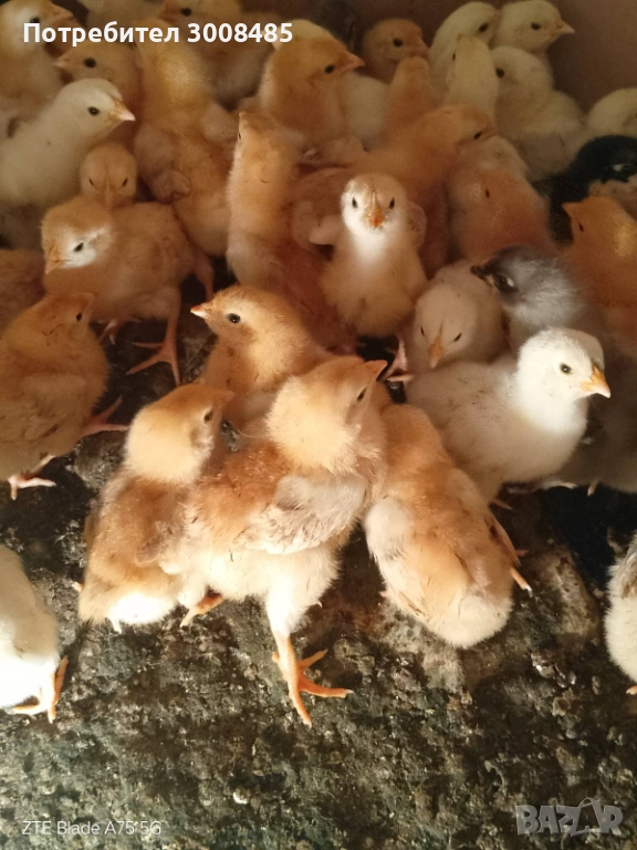 Пиленца нюхемпшир-50броя, снимка 1