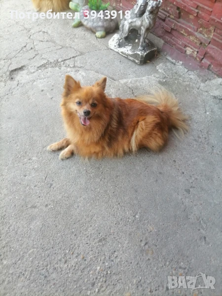 ПОДАРЯВАМ померан мини шпиц, снимка 1