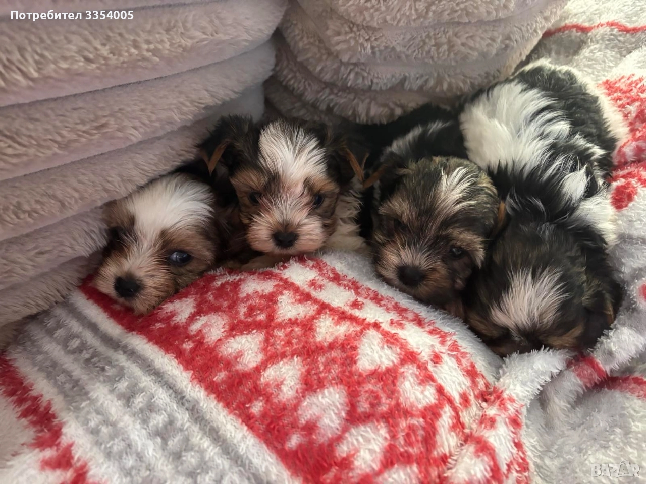  йорки бивър кученца супер подарък , снимка 1
