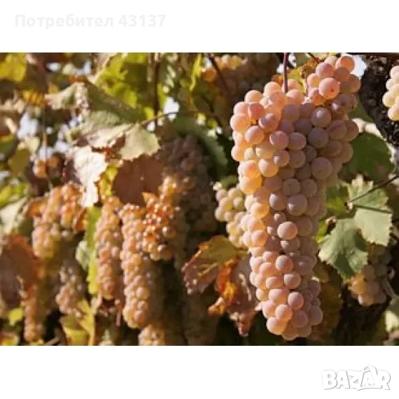 Продавам грозде ркацители(ркацител) в гр. Тополовград 1.20 лв., снимка 1