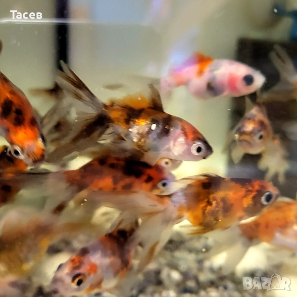 Златни рибки 4-5см, снимка 1