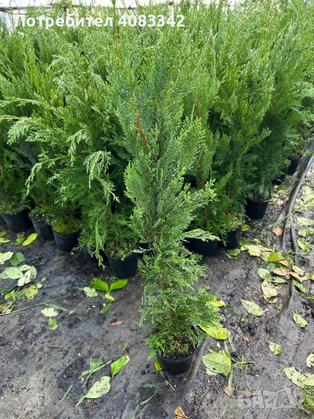 Лейланди Кипарис, снимка 1