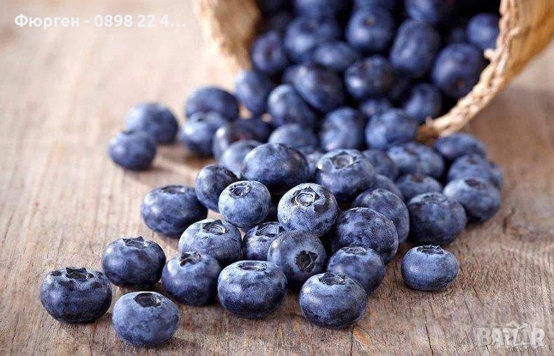 Вечно зелена боровинка - Съншайн Блу Blueberry Sunshine blue, снимка 1