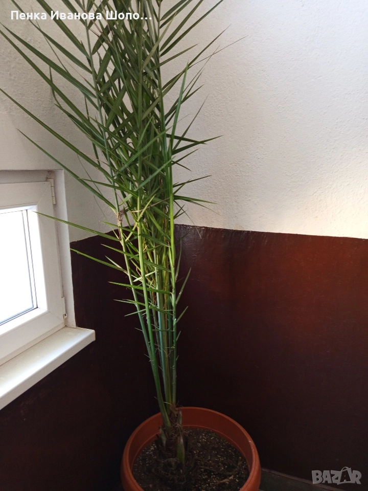 Финикова палма, снимка 1