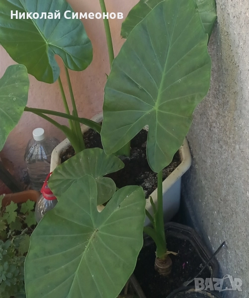 Продавам Трилистник, снимка 1