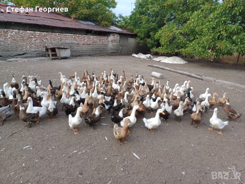 продавам патици , снимка 1