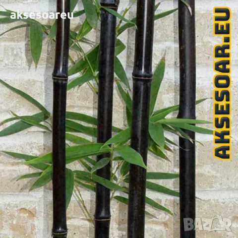 100 бр. висококачествени семена от черен бамбук - Phyllostachys nigra - Hardy Rare Privacy редки бам, снимка 13 - Сортови семена и луковици - 47663974