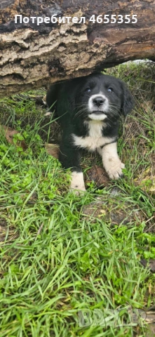 Каракачански кученца, снимка 11 - Каракачанска овчарка - 52467039