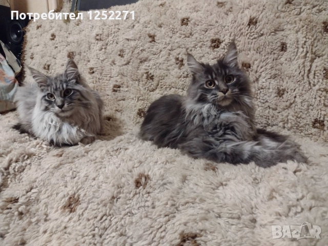 Мейн куун момче и момиче, снимка 4 - Мейн кун - 52748404