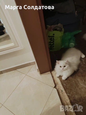 Персийче,момче,края на февруари става на 6 месеца., снимка 2 - Персийска - 53386145