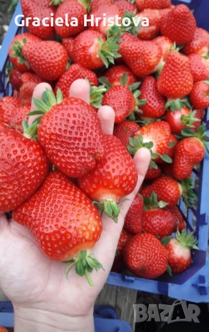 Продавам разсад ягоди , снимка 4 - Градински цветя и растения - 53815600