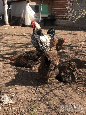 Катунски кокошки , снимка 2 - Кокошки и пуйки - 41629923