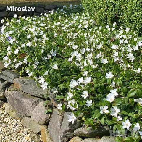 Винка минор 2 цвята (Лилава,Бяла), снимка 4 - Градински цветя и растения - 41119204
