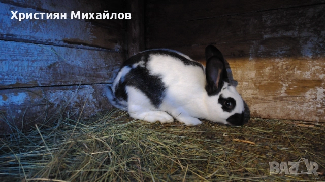 продавам 2 женски заека, снимка 2 - Други - 52976494