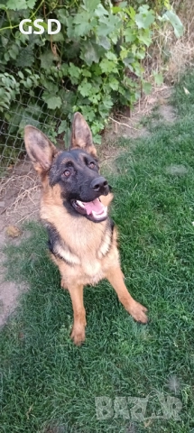 немска овчарка, снимка 2 - Немска овчарка - 49594494