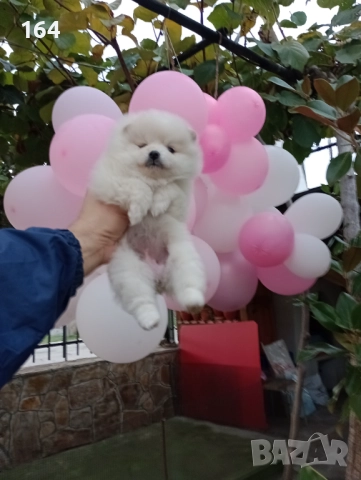 Бяло момиче. Померан., снимка 3 - Померан - 52655876