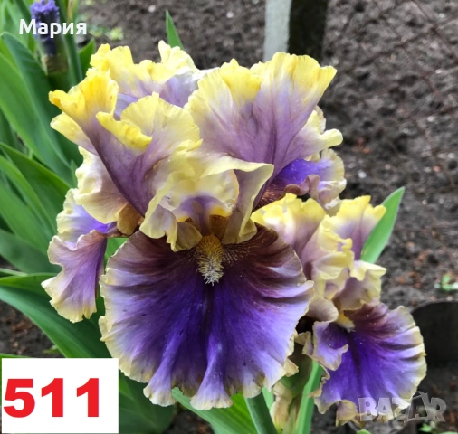 Сортови вискоки ириси /брадати ириси, снимка 2 - Градински цветя и растения - 51459407