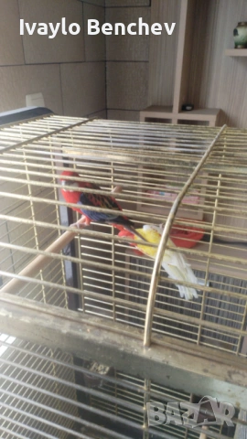 Папагали с кафеза , снимка 4 - Папагали - 53695940