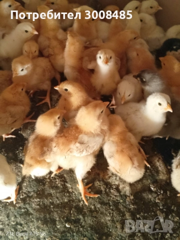 Пиленца нюхемпшир-50броя