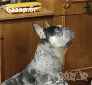 Френски булдог  черно Меркел с тан, снимка 6 - Френски булдог - 51307995