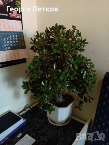 Дървото на живота-7лв.