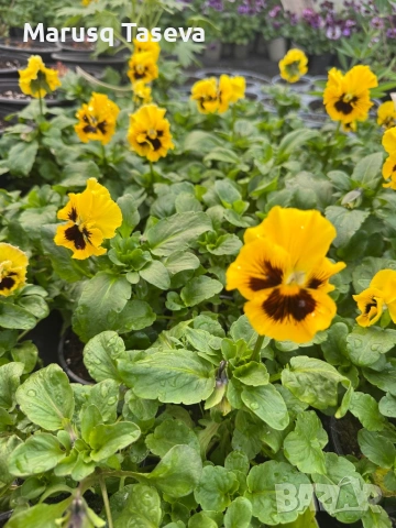 Теменужки къдрави , снимка 5 - Градински цветя и растения - 53818197