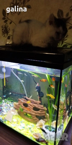 аквариум 60л, снимка 2 - Аквариуми - 53765941